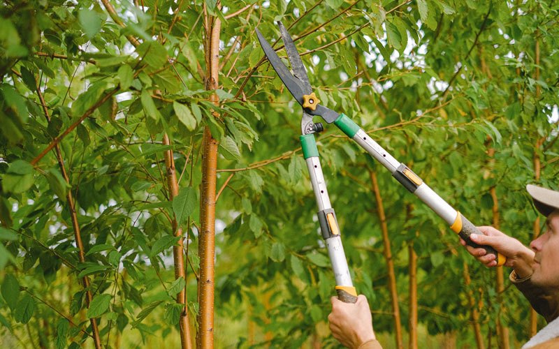 Tree trimming in Bogalusa, LA